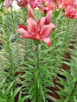 [5074 Forza Red No02.JPG]